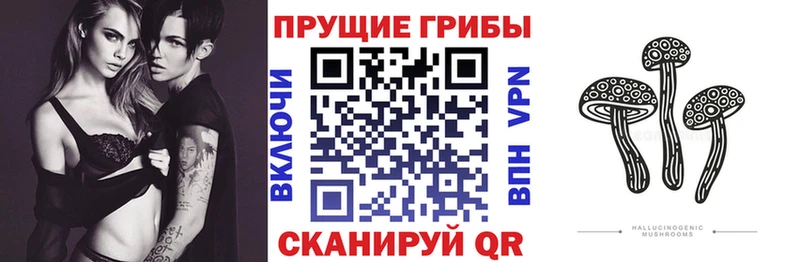 Псилоцибиновые грибы Psilocybe  где продают   Волоколамск 